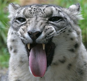 latest version of safari for mac snow leopard